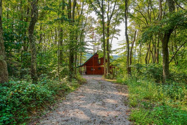 Cabin amid tall trees